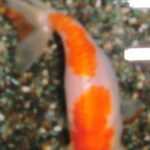 Celestial Eye Goldfish