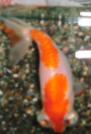 Celestial Eye Goldfish