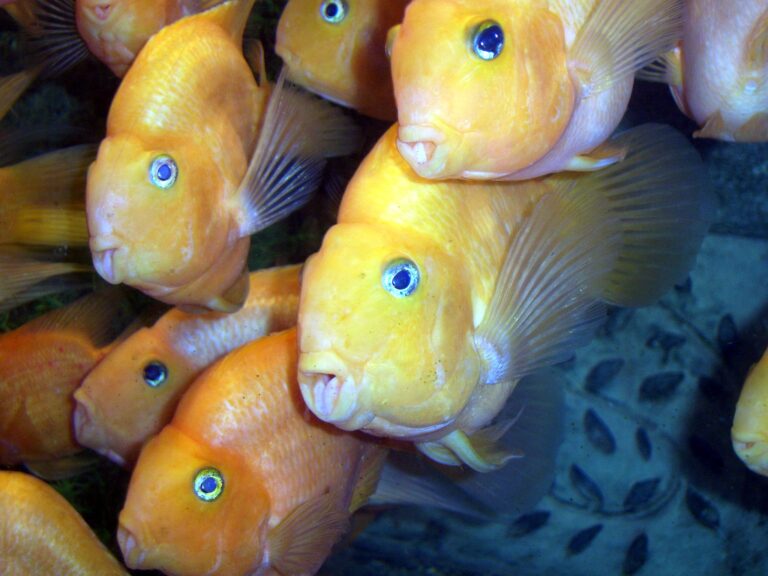 Blood Parrot Cichlid Blood Parrot Cichlid