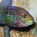 Jack Dempsey Fish