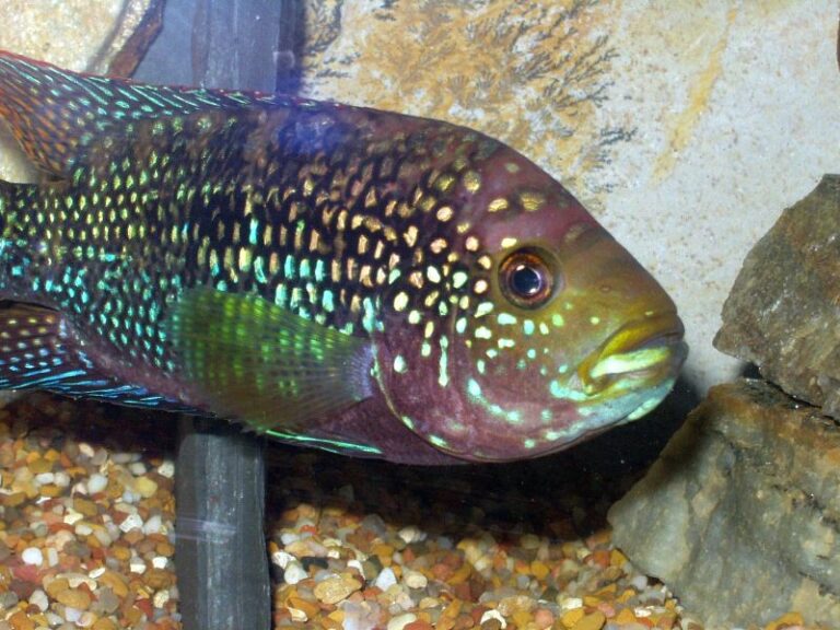 Jack Dempsey Fish Jack Dempsey Fish