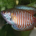 Gouramis