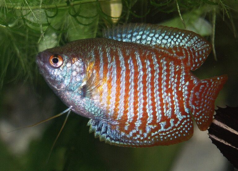 Dwarf Gourami Dwarf Gourami