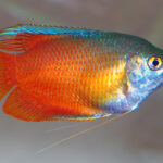Honey Gourami