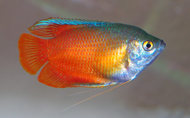 Honey Gourami Honey Gourami