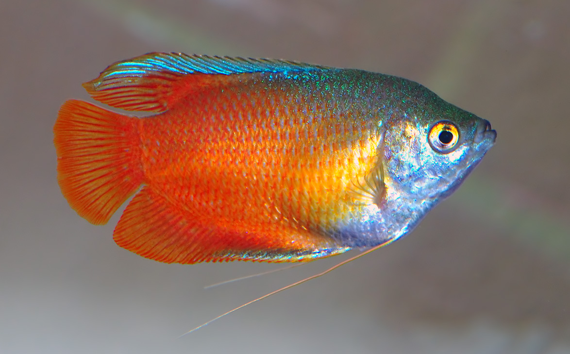 Honey Gourami