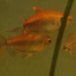 Congo Tetra