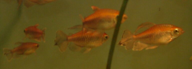 Congo Tetra Congo Tetra