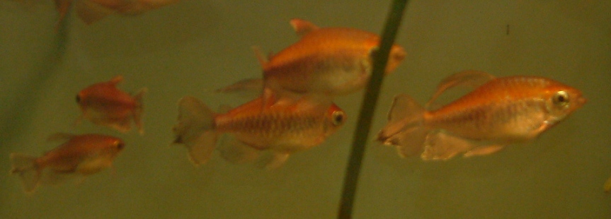 Congo Tetra