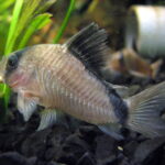 Corydoras Catfish