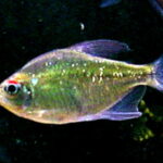 Diamond Tetra