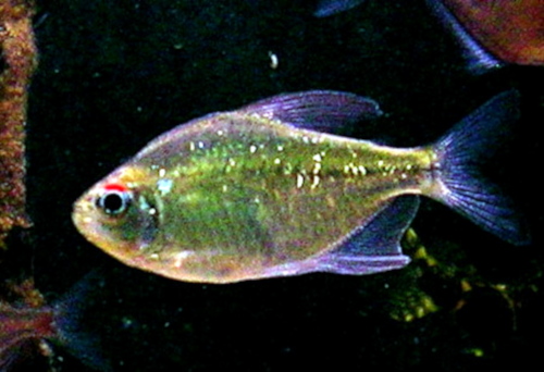 Diamond Tetra Diamond Tetra