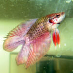 Double Tail Betta
