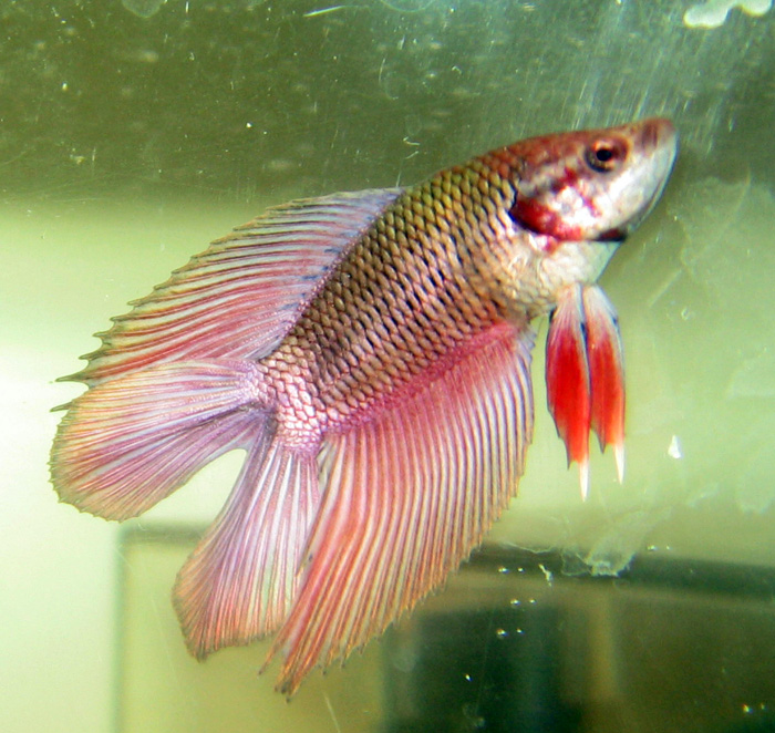 Double Tail Betta Double Tail Betta