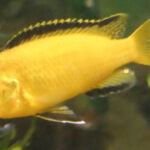 Yellow Lab Cichlid