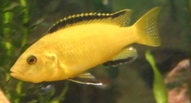 Yellow Lab Cichlid Yellow Lab Cichlid