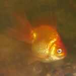 Fantail Goldfish