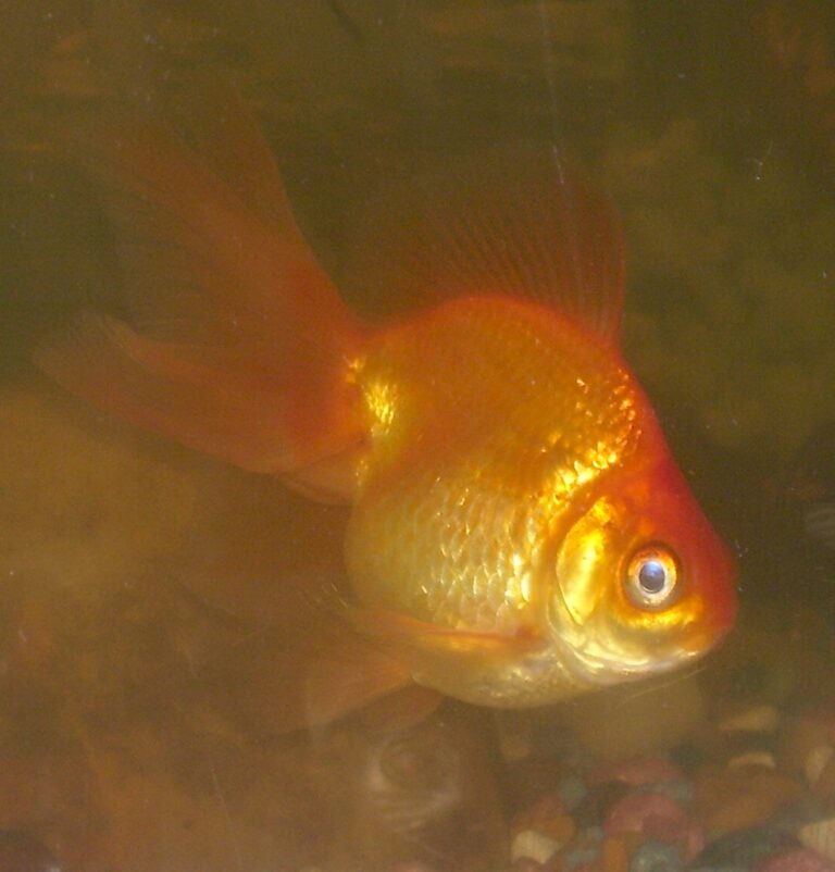 Fantail Goldfish Fantail Goldfish