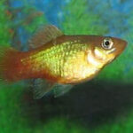 Sunset Platy