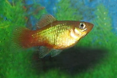 Sunset Platy Sunset Platy