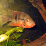 Firemouth Cichlid