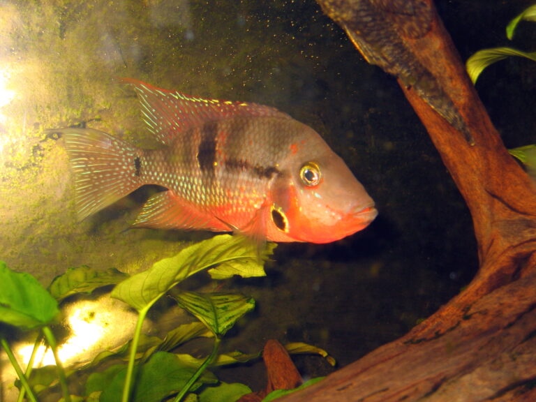 Firemouth Cichlid Firemouth Cichlid