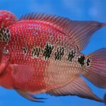 Flowerhorn Cichlid