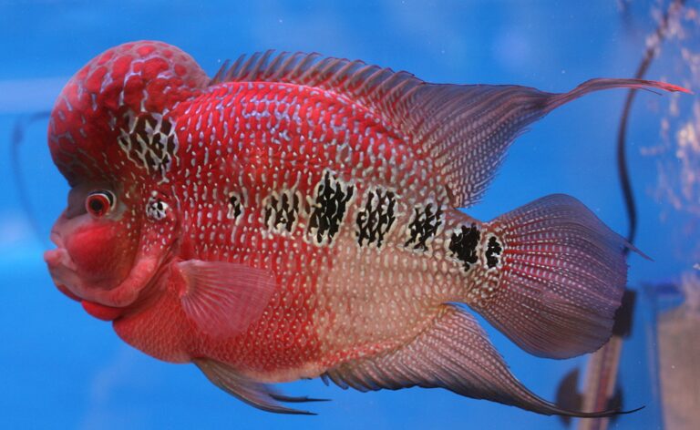Flowerhorn Cichlid Flowerhorn Cichlid