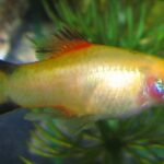 Platy Fish