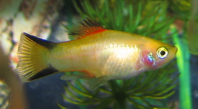 Platy Fish Platy Fish