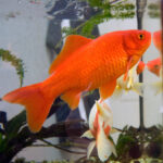 Telescope Goldfish