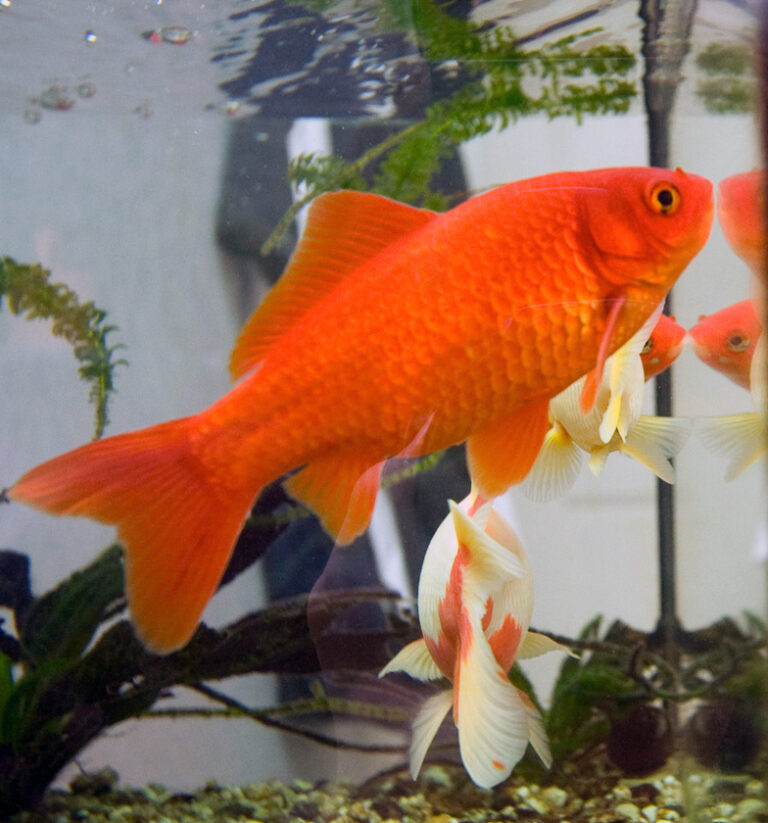 Telescope Goldfish