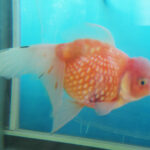 Pearlscale Goldfish
