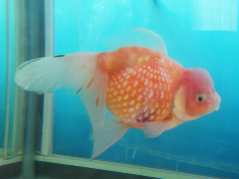 Pearlscale Goldfish Pearlscale Goldfish