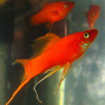 Red Swordtail