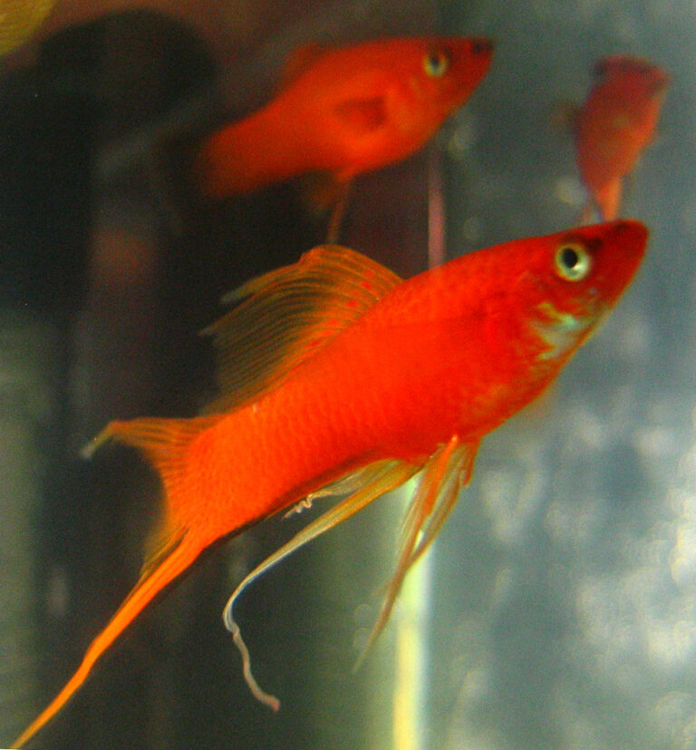 Red Swordtail Red Swordtail