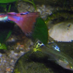 Guppy