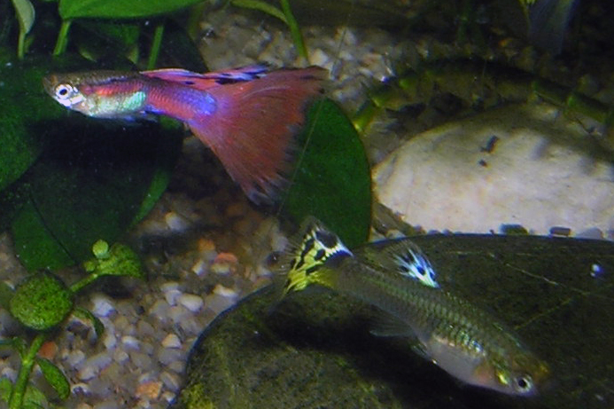 Guppy Guppy