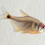 Head and Tail Light Tetra