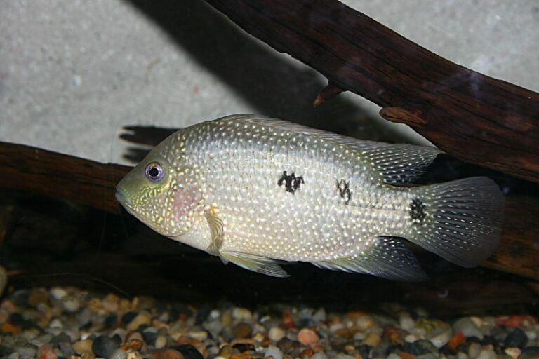 Texas Cichlid Texas Cichlid