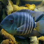 Severum Cichlid