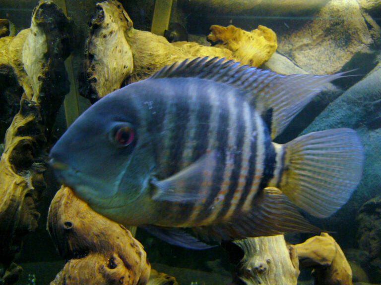Severum Cichlid Severum Cichlid