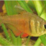 Flame Tetra