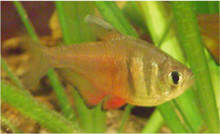 Flame Tetra Flame Tetra
