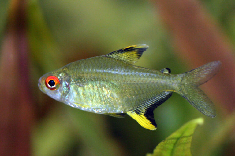 Lemon Tetra Lemon Tetra