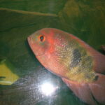 Chocolate Cichlid
