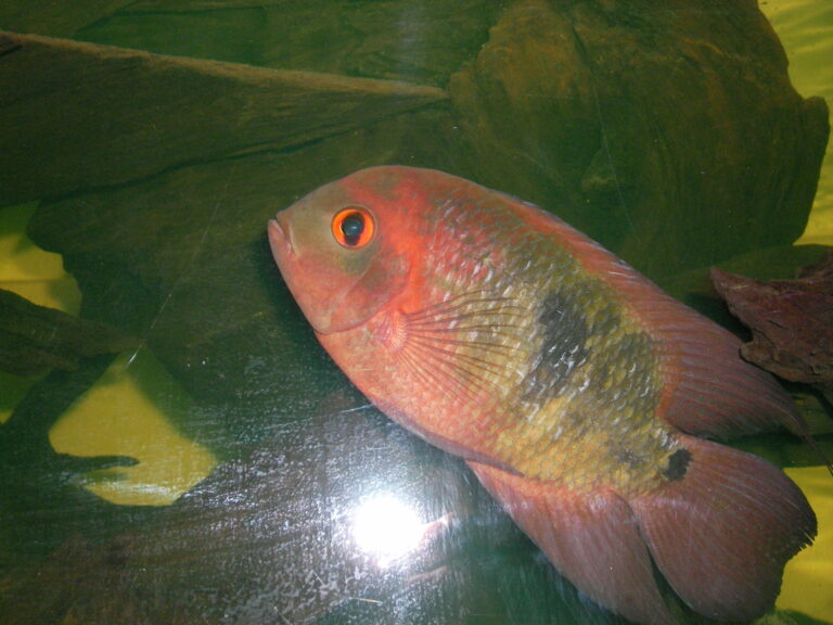Chocolate Cichlid Chocolate Cichlid