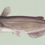 Channel Catfish