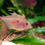 Bleeding Heart Tetra