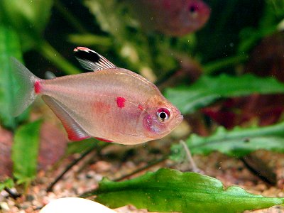Bleeding Heart Tetra Bleeding Heart Tetra